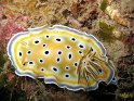 Nudibranche (langue flamingo)
